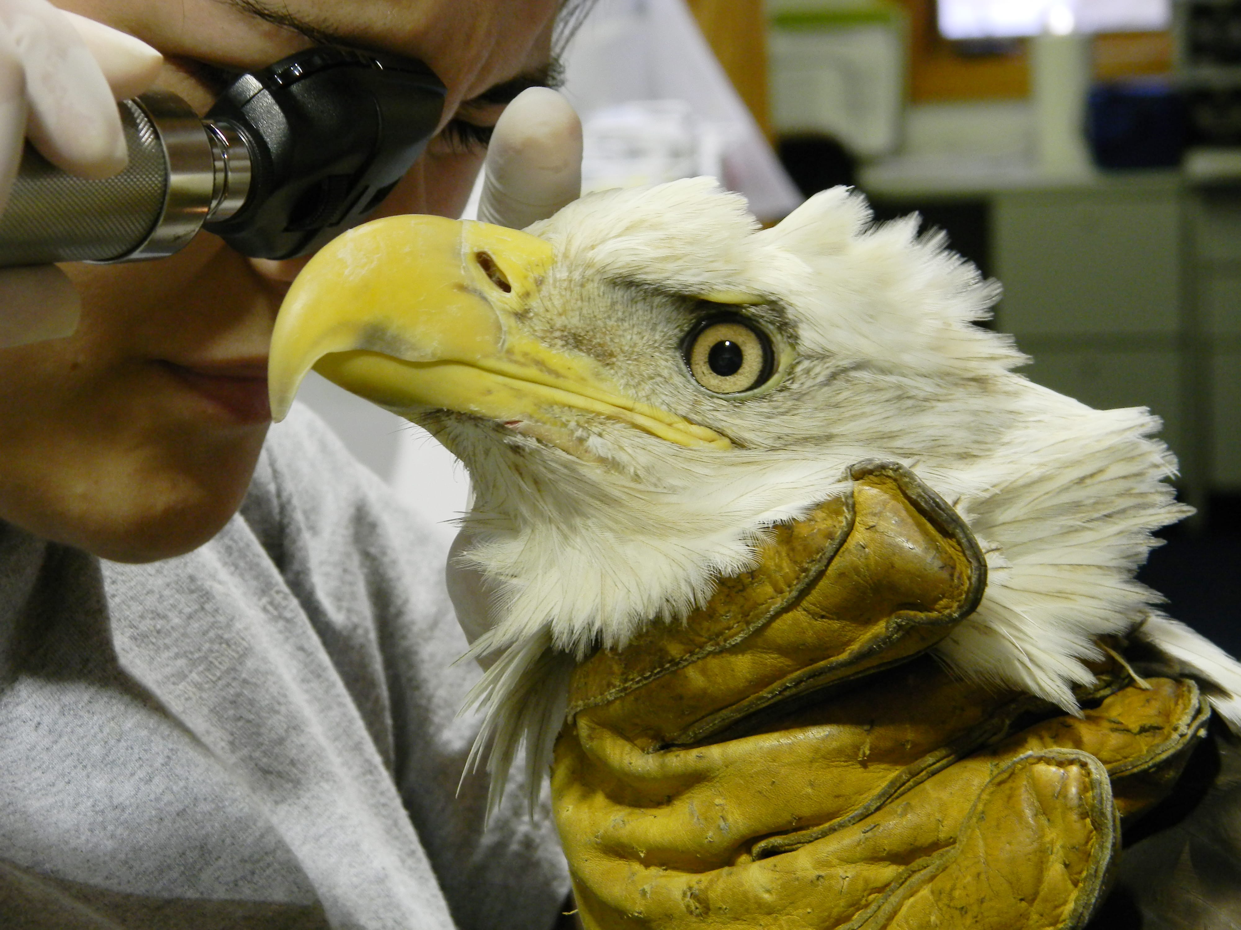 BaldEagles-09-WCV