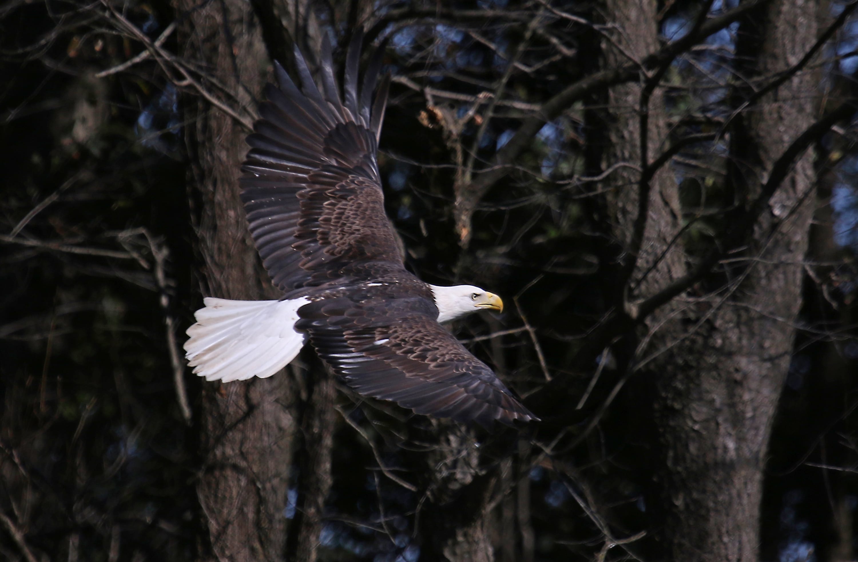 BaldEagles-01-HM