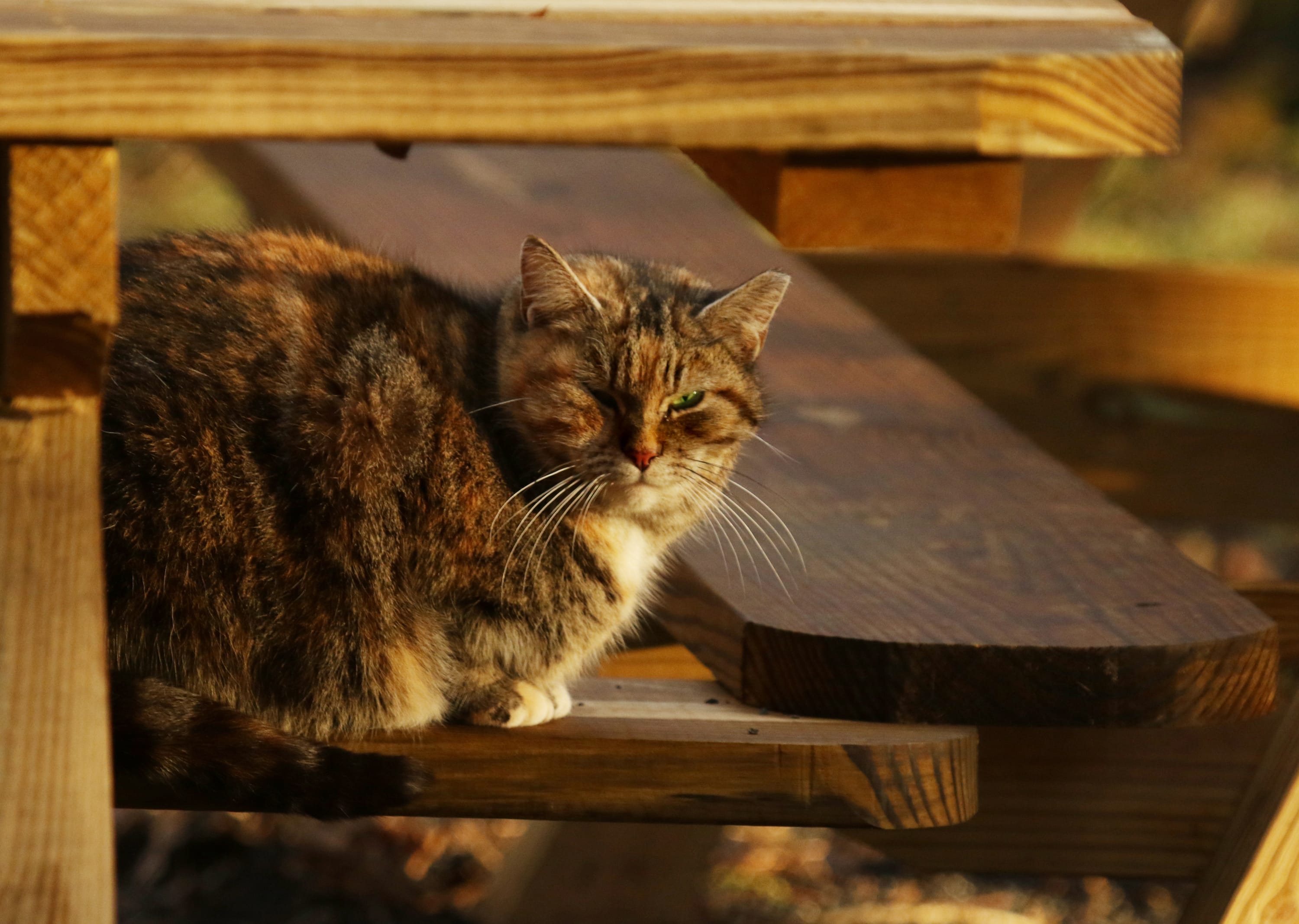 One of the Hillandale cats sunning itself on a picnic table.