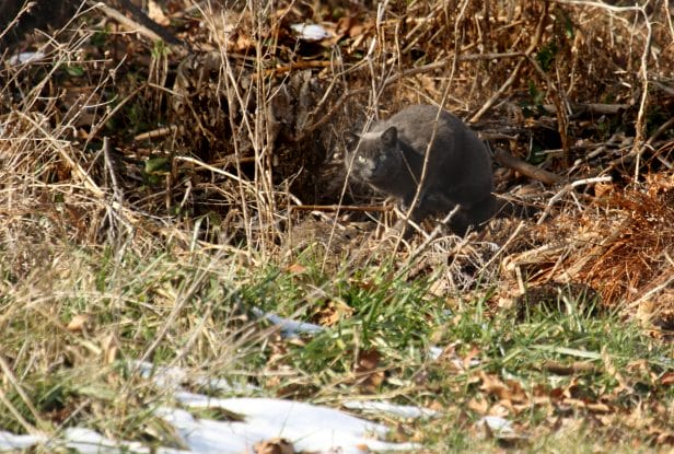 A feral cat hides in a field west of Harrisonburg.