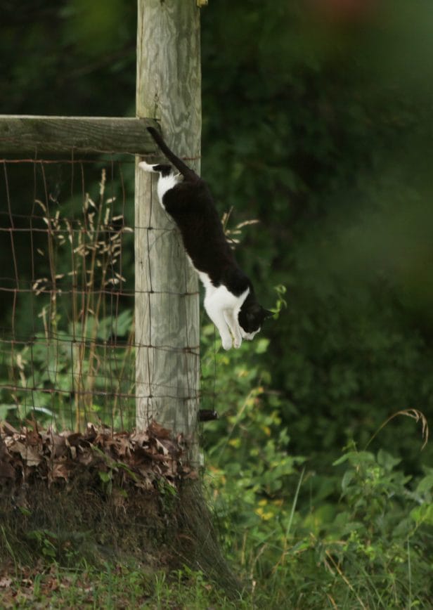 Feral cats skirt around the edges of properties, avoiding human contact.