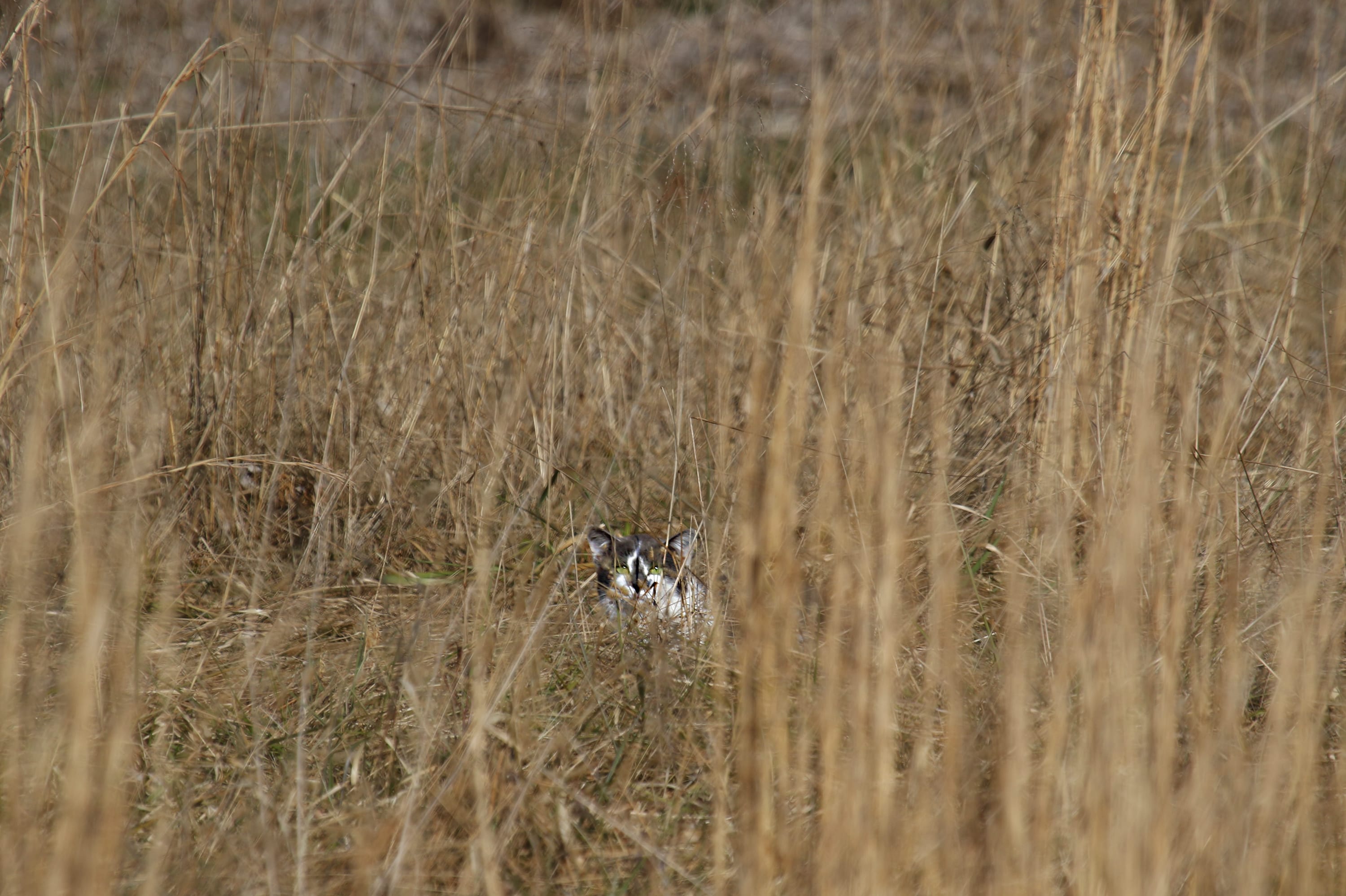 A feral cat hides in a field west of Harrisonburg.