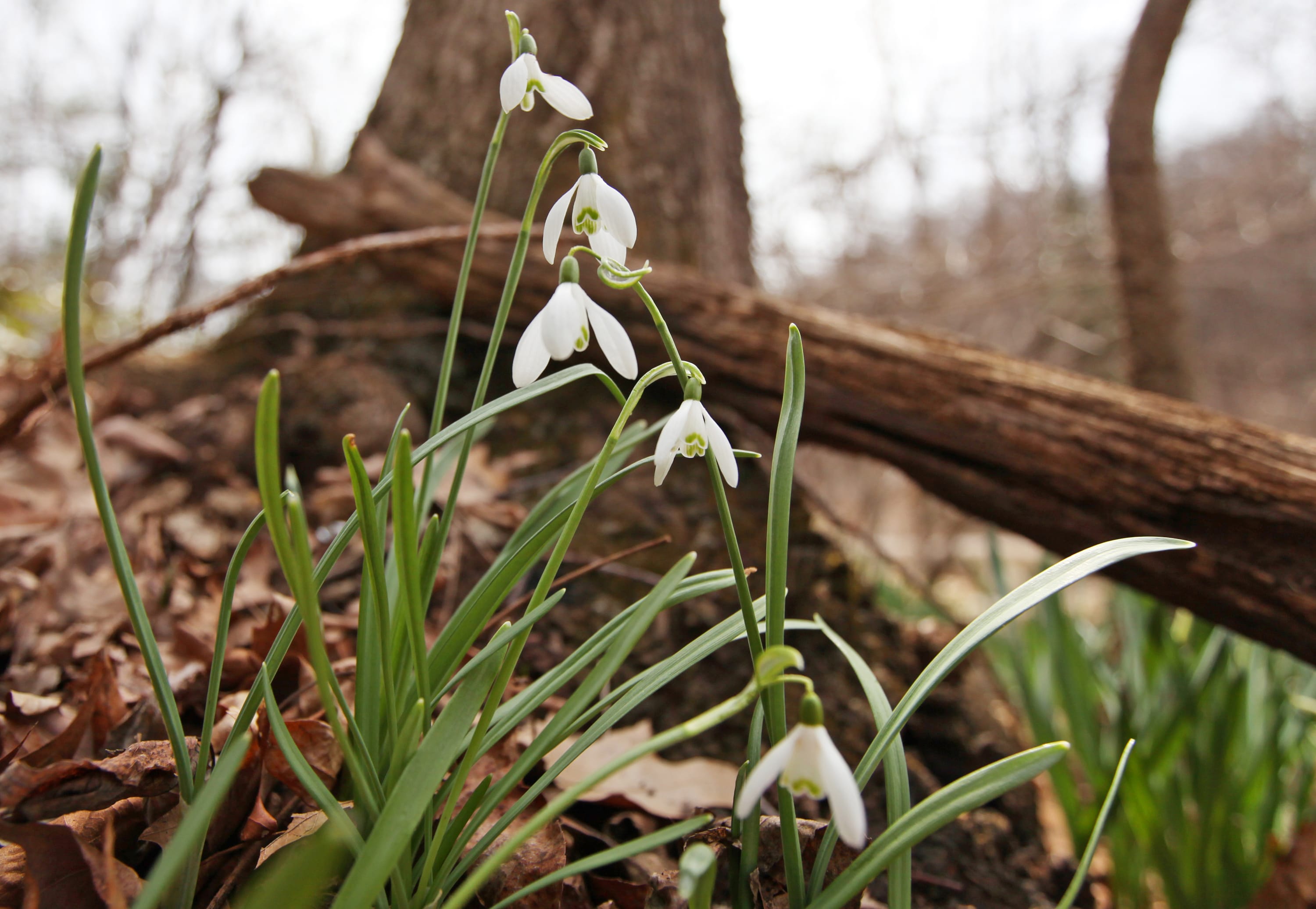 SpringFlowers-01-HM.jpg