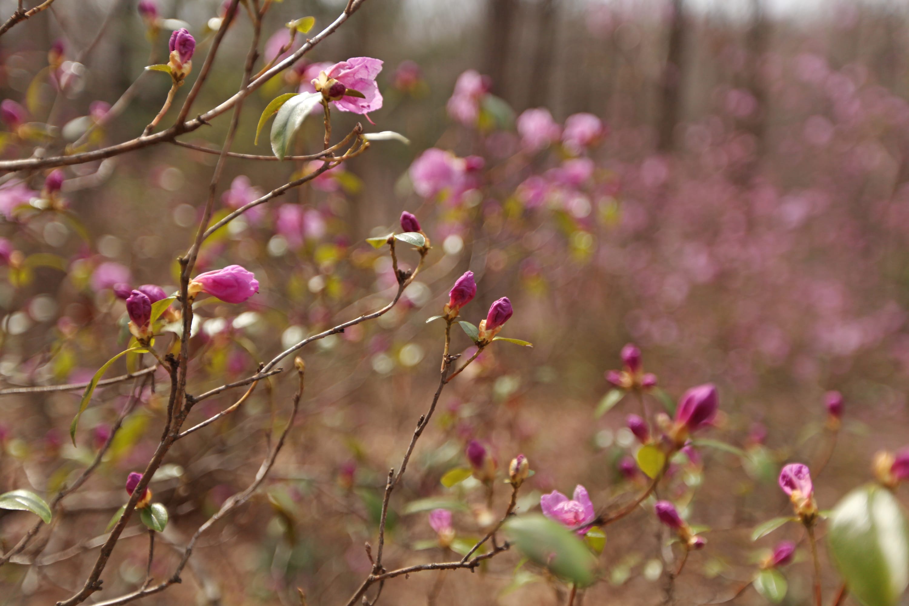 SpringFlowers-11-HM.jpg