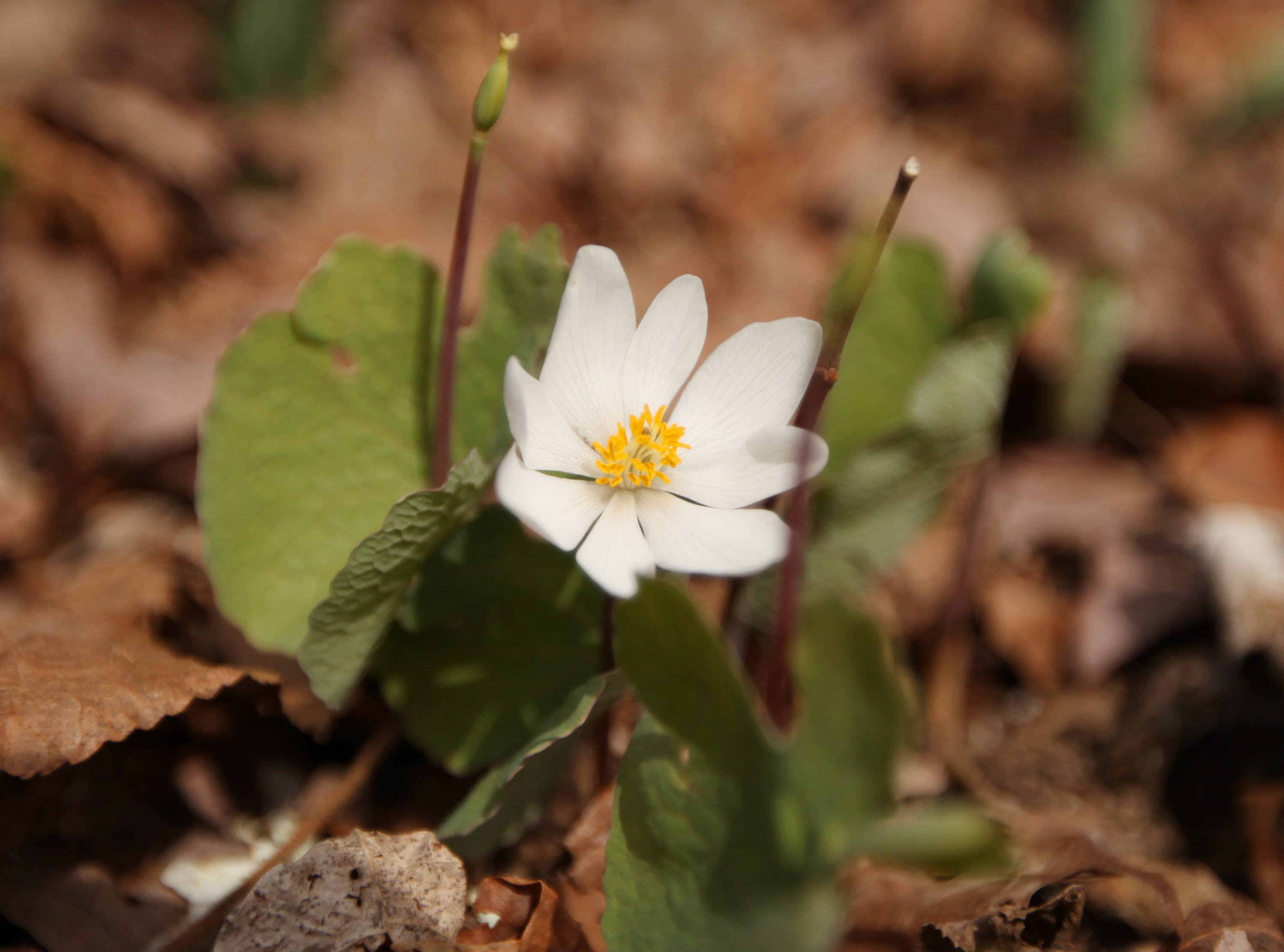 SpringFlowers-10-HM.jpg