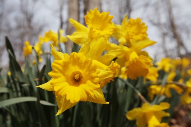 Daffodils are prolific throughout the Edith J. Carrier Arboretum.