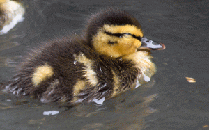 baby_duckCU