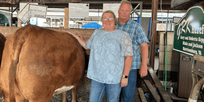 Two people stand next to a cow in a stall