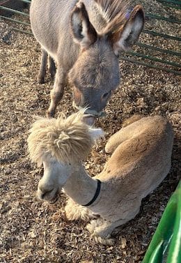 two animals in a pen