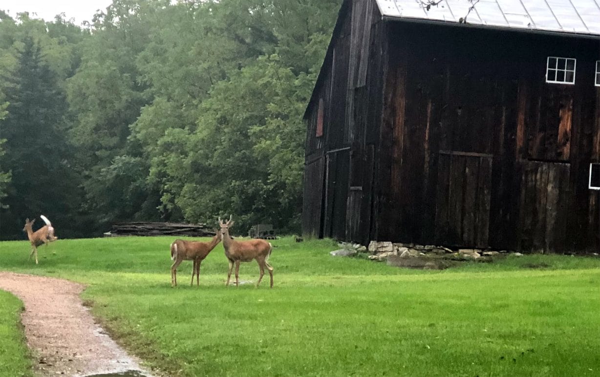 Three deer in a field with a barn