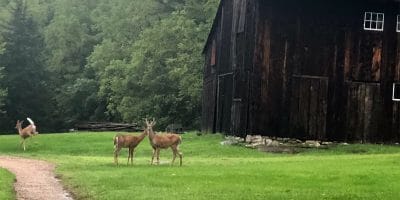 Three deer in a field with a barn