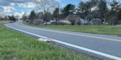 A dead deer on the side of the road